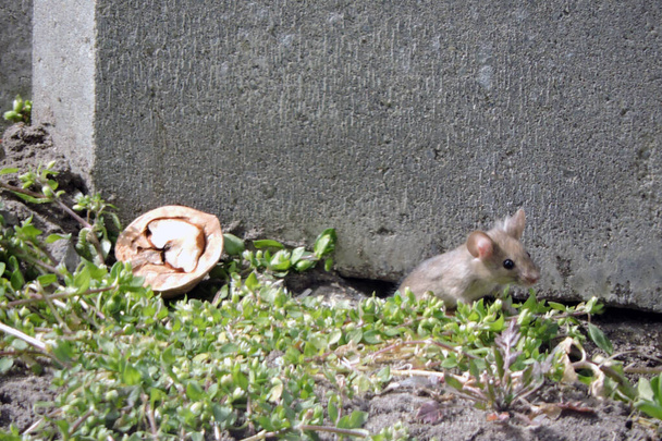 Zbliżenie uroczej europejskiej myszy leśnej wychodzącej z gniazda obok połowy orzecha włoskiego - Zdjęcie, obraz