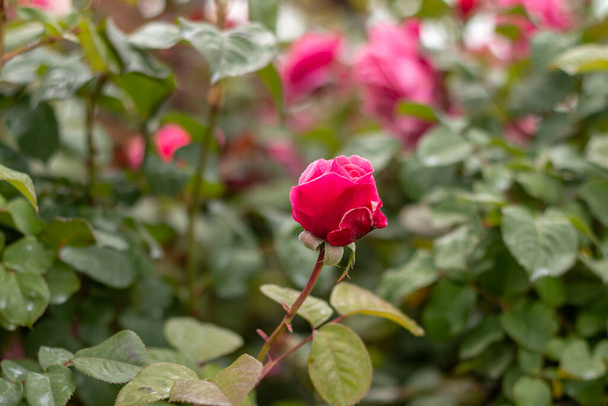 Rose garden eri ruusuja (punainen ruusu, keltainen ruusu, valkoinen ruusu, vaaleanpunainen ruusu, violetti ruusu, oranssi ruusu, punainen valkoinen ruusu), värikkäitä kukkia - Valokuva, kuva