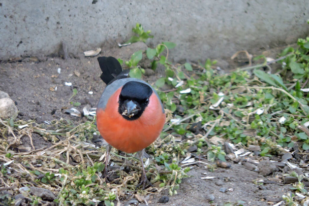 Um bullfinch macho com barriga de laranja, cabeça preta e asas cinza e preto sentado no chão e comendo sementes de girassol - Foto, Imagem