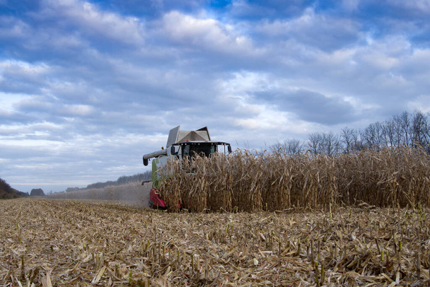 kukorica betakarítása kombájnnal kora ősszel - Fotó, kép