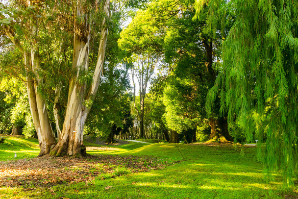 Varios árboles verdes sostenidos por cuerdas en el parque dendrológico en Shekvetii. Georgia.2020. - Foto, Imagen