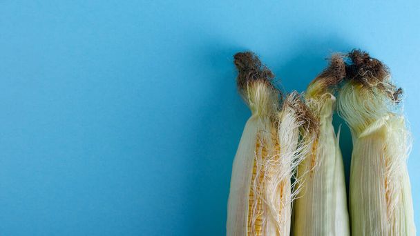 Orecchio di mais non pelato su sfondo blu - Foto, immagini