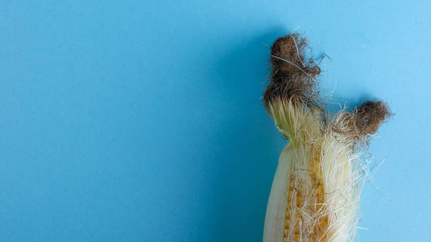 Mazorca de maíz sin pelar sobre fondo azul - Foto, imagen