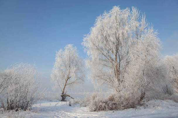 paisagem de inverno com árvores cobertas com geada, na margem de um lago congelado, contra o céu azul - Foto, Imagem