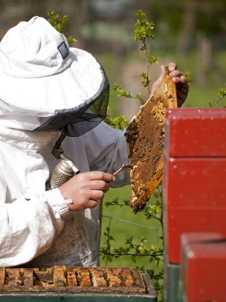 Portrait of a beekeeper with smoker gathering honey at an apiary - Photo, Image