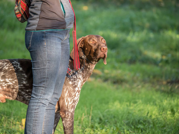Femme promenant son chien pointeur allemand à poil court dans le parc. - Photo, image