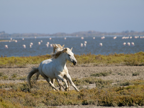Galloping cavalli bianchi con fenicotteri nel retro in Francia
 - Foto, immagini