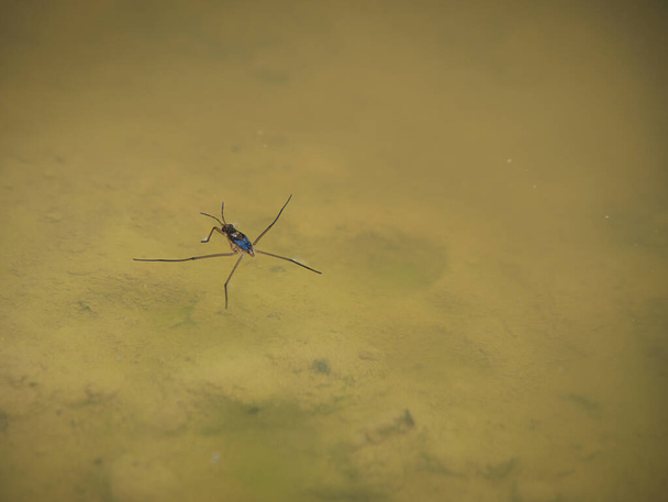 Su yüzeyi gerilimi su yürüyücüsünün ayakları doğal bir göle temas ettiğinde görülebilir.. - Fotoğraf, Görsel