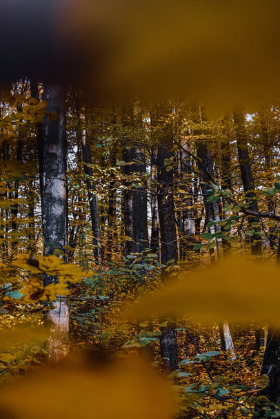 Okouzlující záběr žlutých podzimních stromů v lese - Fotografie, Obrázek