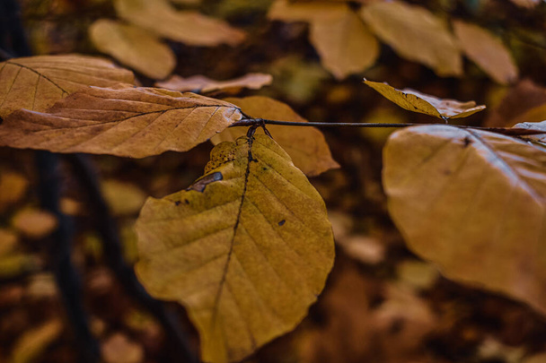 A macro shot of autumn leaves on a blurred background - Foto, imagen