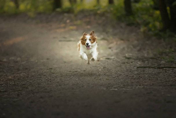 A selective focus shot of an adorable Kooikerhondje dog - Valokuva, kuva