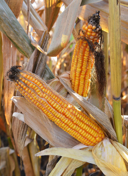 A cob ripened in a field on a corn stalk - Photo, Image