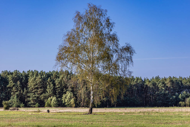 Березове дерево на полі в сільській місцевості Мазовське район Польщі. - Фото, зображення