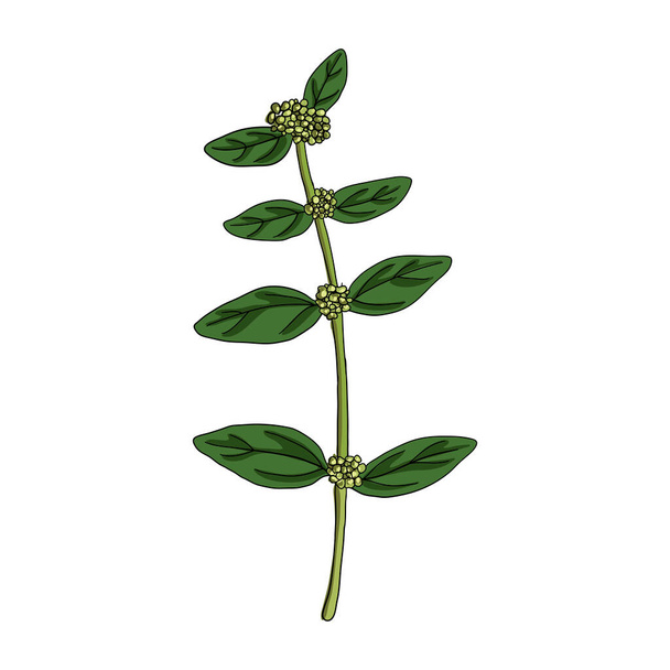 vector drawing asthma plant - Vector, afbeelding