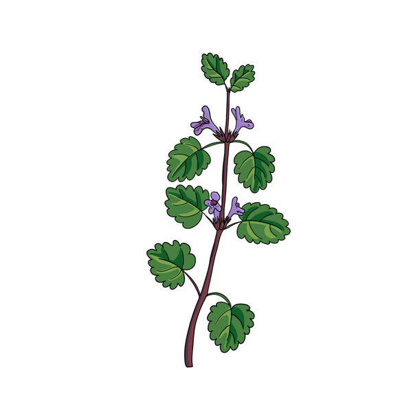 vector drawing ground-ivy - Vecteur, image