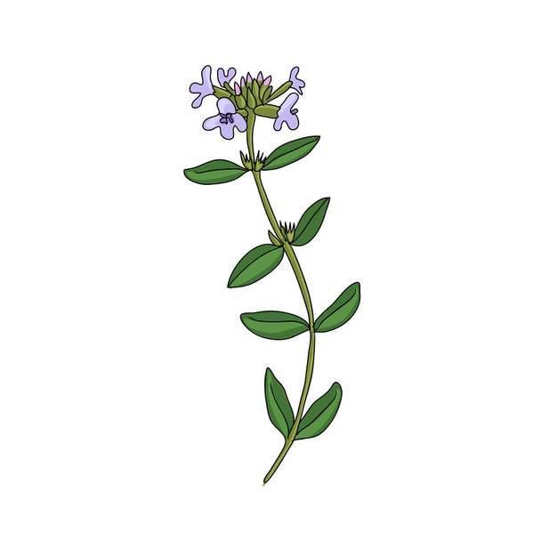 vector drawing thyme - Vecteur, image