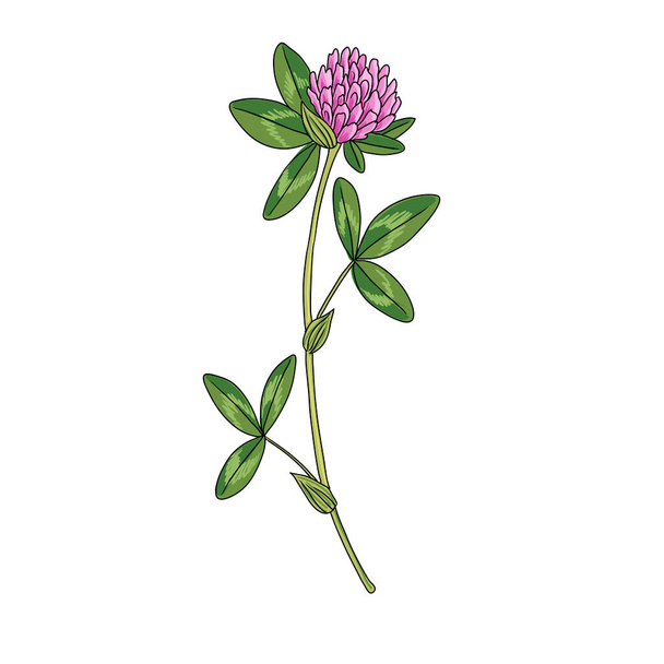 vector drawing red clover - Vector, Image