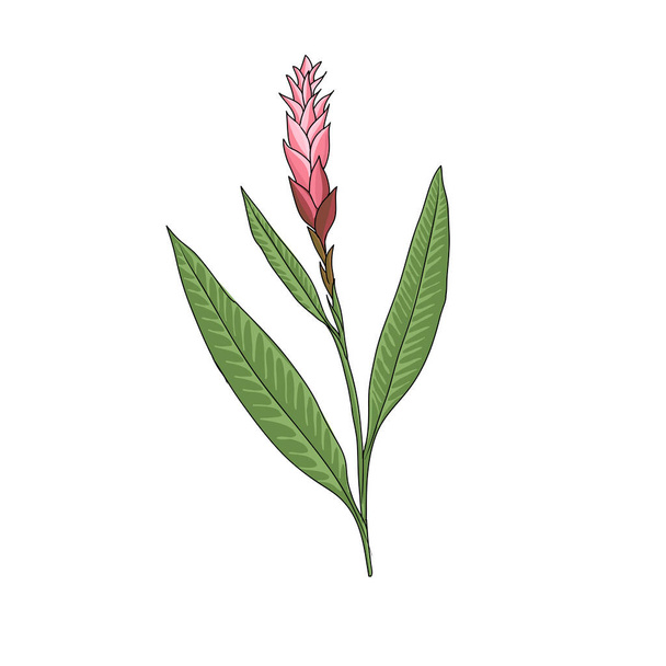 vector drawing ginger plant - Vetor, Imagem