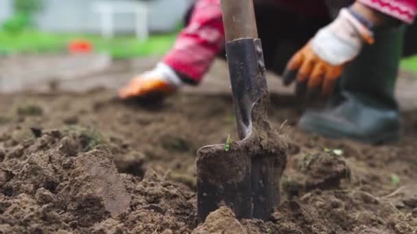 Προετοιμασία των κρεβατιών για διαχείμαση και σκάψιμο της γης με φτυάρι - Πλάνα, βίντεο