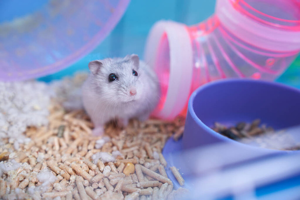 Hamster dzungien dans une cage multicolore avec une roue - Photo, image