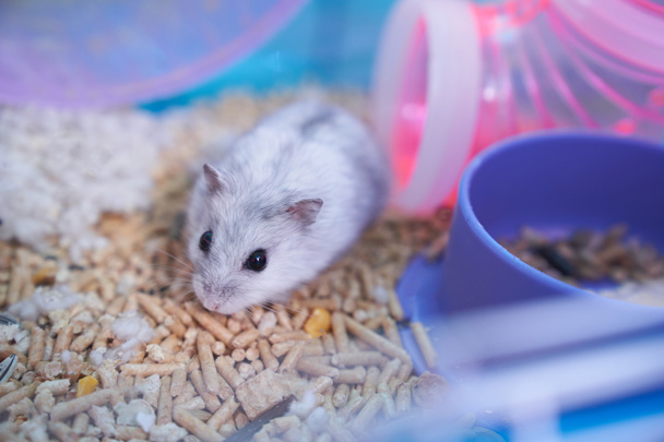 Dzungarian hamster in a multicolored cage with a wheel - Φωτογραφία, εικόνα