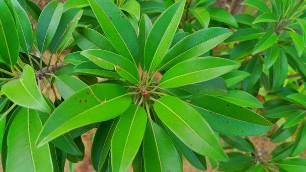 Atractivas hojas verdes con hojas de Manikara o Chiku con atractivo pigmento verdoso.Nuevas hojas verdes en ciernes. - Foto, Imagen