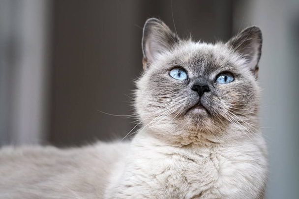 Older gray cat with piercing blue eyes, closeup detail - Фото, изображение