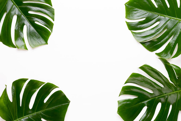 Monstera leaf on white wooden background. Palm leaf, Real tropical jungle foliage Swiss cheese plant. Flat lay and top view. - Foto, afbeelding