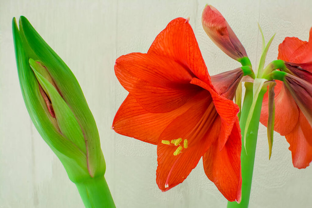 rouge amaryllis fleur gros plan sur un fond blanc - Photo, image