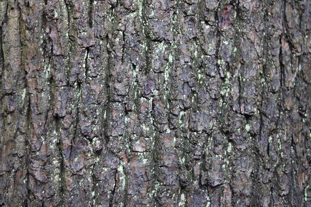Φόντο φλοιού κορμού δέντρου Damp με πράσινο λειχήνες ή βρύα ανάπτυξη  - Φωτογραφία, εικόνα