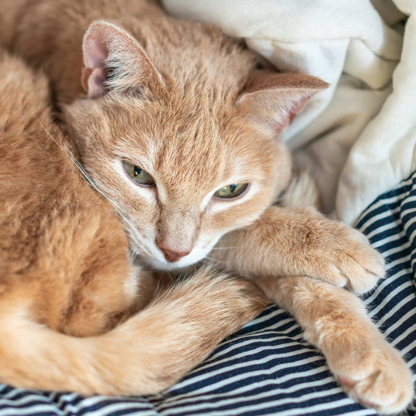 Red cat portrait. Ginger Red Cat Close Up - Foto, immagini