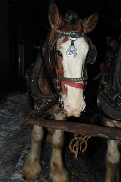 Koně jezdí v zimní sezóně na saních s koňským postrojem, klapkami na oči, nosní páskou, zástrčkou, obličejem, nosní páskou. Hlavu zblízka. Výstřel. Pohled zepředu. - Fotografie, Obrázek
