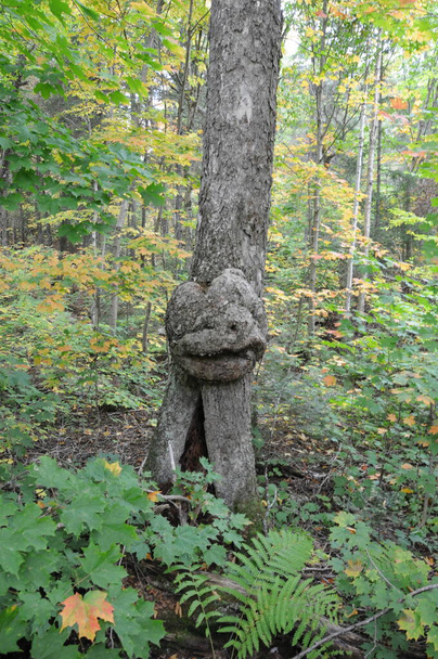 Albero dal volto umano sorridente in natura con una maestosa illusione nella foresta, una rarità e fenomeni sorprendenti. - Foto, immagini