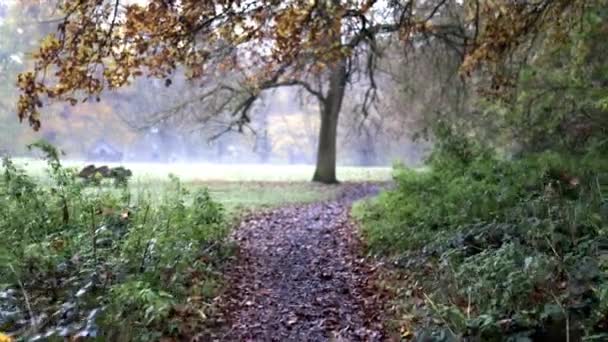 Procházka mezi stromy a rostlinami v podzimním lese - Záběry, video