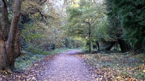 Promenade à travers les arbres et les plantes à l'intérieur d'une forêt d'automne - Séquence, vidéo