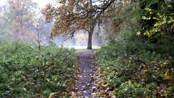 Caminhando pelas árvores e plantas dentro de uma floresta de outono - Filmagem, Vídeo