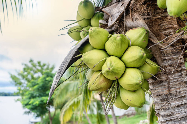 Primer plano de cocos tropicales frescos en el árbol del cielo del río atmósfera brillante. Frutas saludables y antecedentes de la naturaleza. Copiar espacio para el diseño. - Foto, Imagen