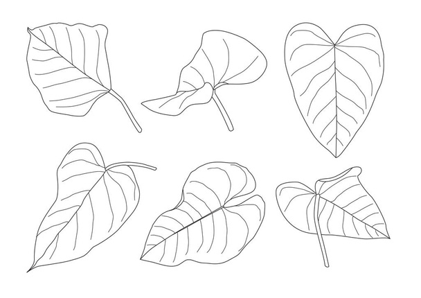 Leaves line single leaf and leaf pattern black Bring to color decorate on white background illustration  vector - Foto, imagen