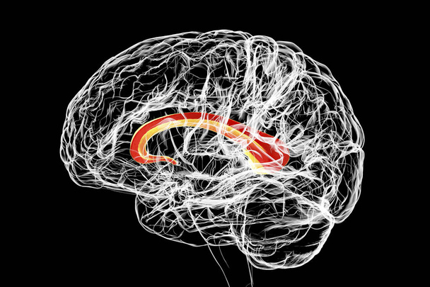 Human brain with highlighted Corpus callosum, also known as callosal commissure, 3D illustration. It is a wide, thick nerve tract connecting the left and right cerebral hemispheres - Photo, Image