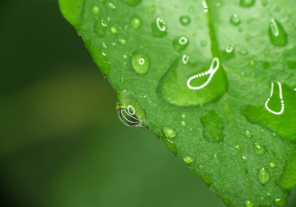 зеленый лист капли дождя макро закрыть - Фото, изображение