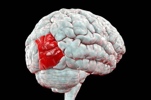 Cerebro humano con giro occipital medio (lateral) resaltado, ilustración 3D. Se encuentra en el lóbulo occipital y es responsable del reconocimiento de objetos - Foto, Imagen