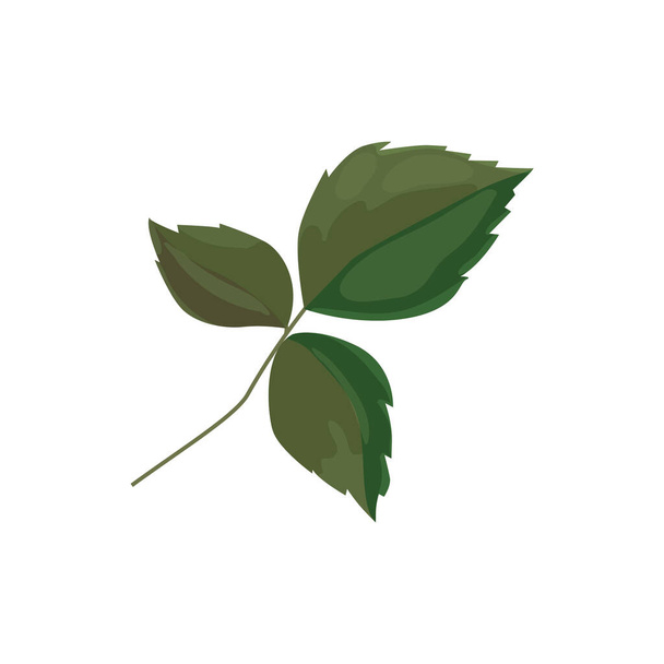 Vector illustration of one green rose leaf with three leaves. Detail for a bouquet, postcard or wedding decoration - Vetor, Imagem