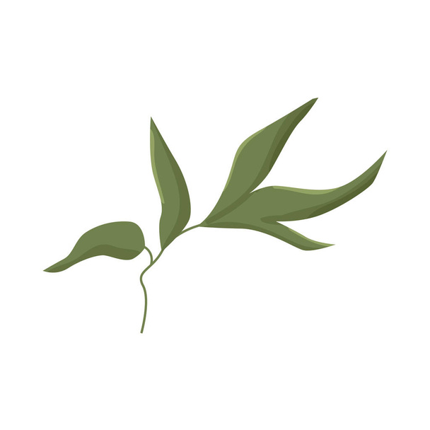 Vector illustration of one leaf of peony gently green. Detail for a website or a shop of flowers and plants, shabby chic style decoration of cards and invitations, - ベクター画像