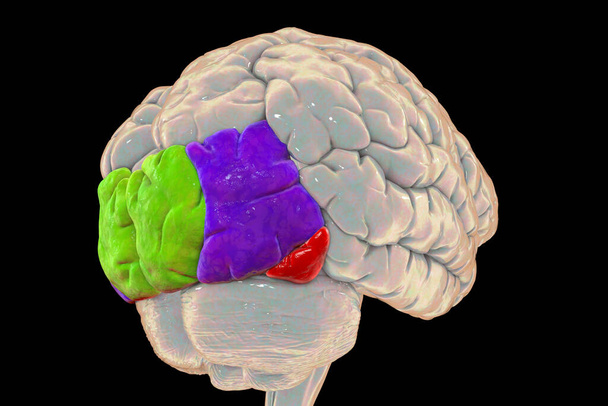 Ανθρώπινος εγκέφαλος με τονισμένη ινιακή gyri ανώτερη (πράσινο), μέση (μπλε), και κατώτερη (κόκκινο), 3D εικόνα. Γνωστές και ως ινιακή περιοχή προσώπου, είναι υπεύθυνες για την αναγνώριση αντικειμένων. - Φωτογραφία, εικόνα