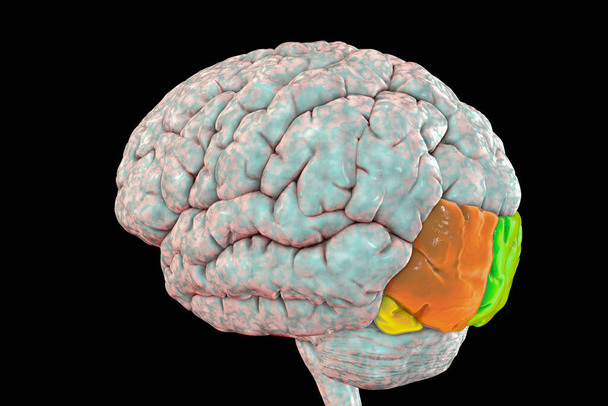 Cerebro humano con giroscopio occipital resaltado superior (verde), medio (naranja) e inferior (amarillo), ilustración 3D. También conocido como el área de la cara occipital, son responsables del reconocimiento de objetos - Foto, Imagen