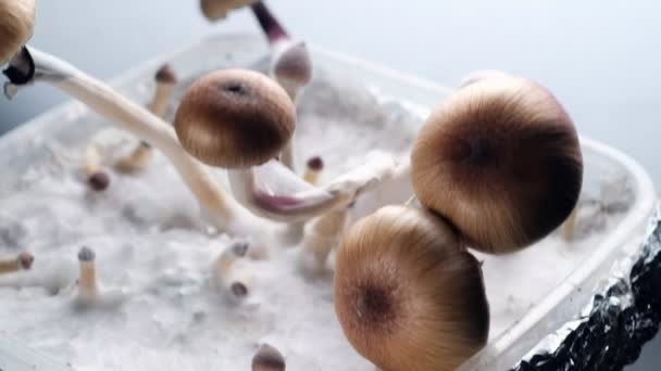 Мексиканські магічні гриби - це псилоциб, порошинка психоделічного гриба, основними активними елементами якого є псилоцибін і псилоцин - мексиканський псилоциб Кубенсіс на білому флюффі міцелій. 4k - Кадри, відео