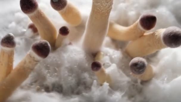 Mexican magic mushrooms is a psilocybe cubensis, a specie of psychedelic mushroom whose main active elements are psilocybin and psilocin - Mexican Psilocybe Cubensis on white fluffy mycelium. 4k - Footage, Video