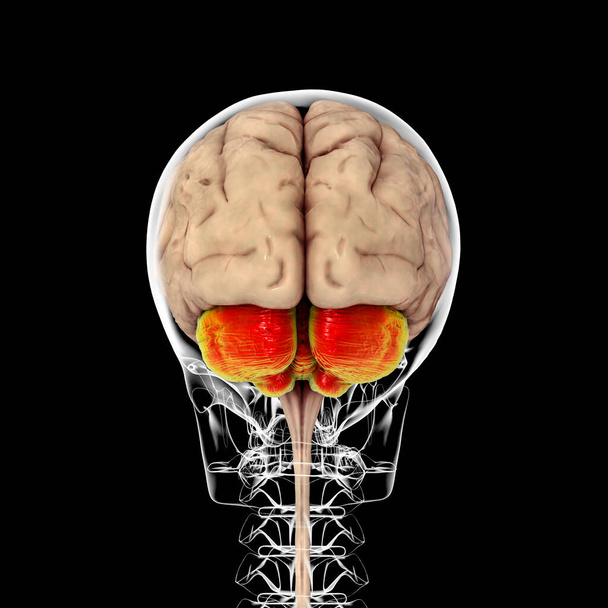 Ludzki mózg z podkreślonym móżdżkiem wewnątrz czaszki, widok z tyłu, ilustracja 3D. Odgrywa ważną rolę w kontroli motorycznej i jest zaangażowany w niektóre funkcje poznawcze, uwagę, język - Zdjęcie, obraz