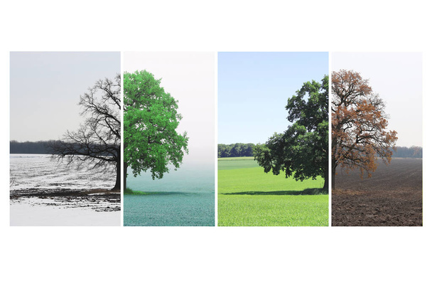 Abstract image of lonely tree in winter without leaves on snow, tree in spring on grass, tree in summer on grass with green foliage and autumn tree with red-yellow leaves as symbol of four seasons - Photo, Image