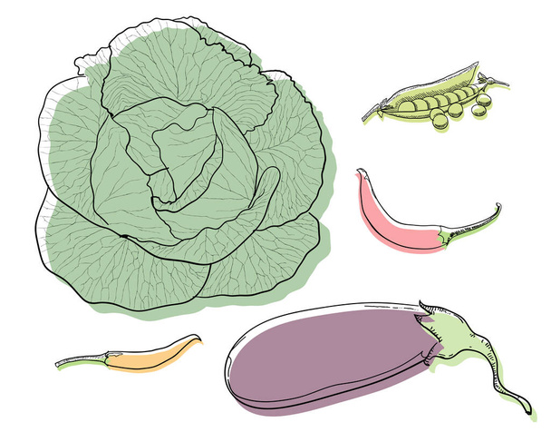 aubergine, kool, chili, groene erwten - Vector, afbeelding